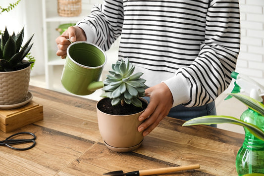 Choosing the Best Water for Your Plants