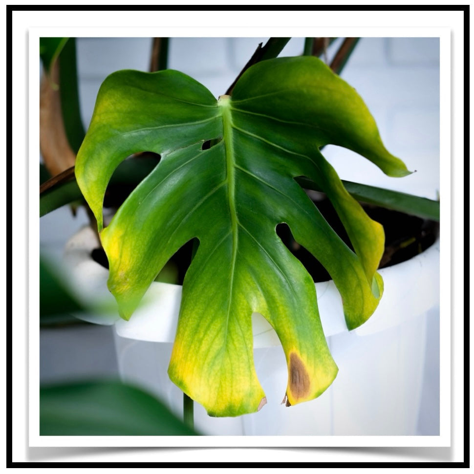 Dying Houseplant